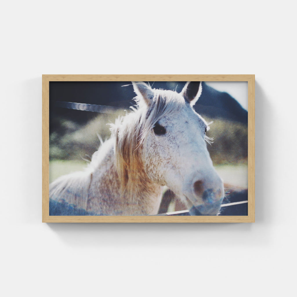 White Mustang III