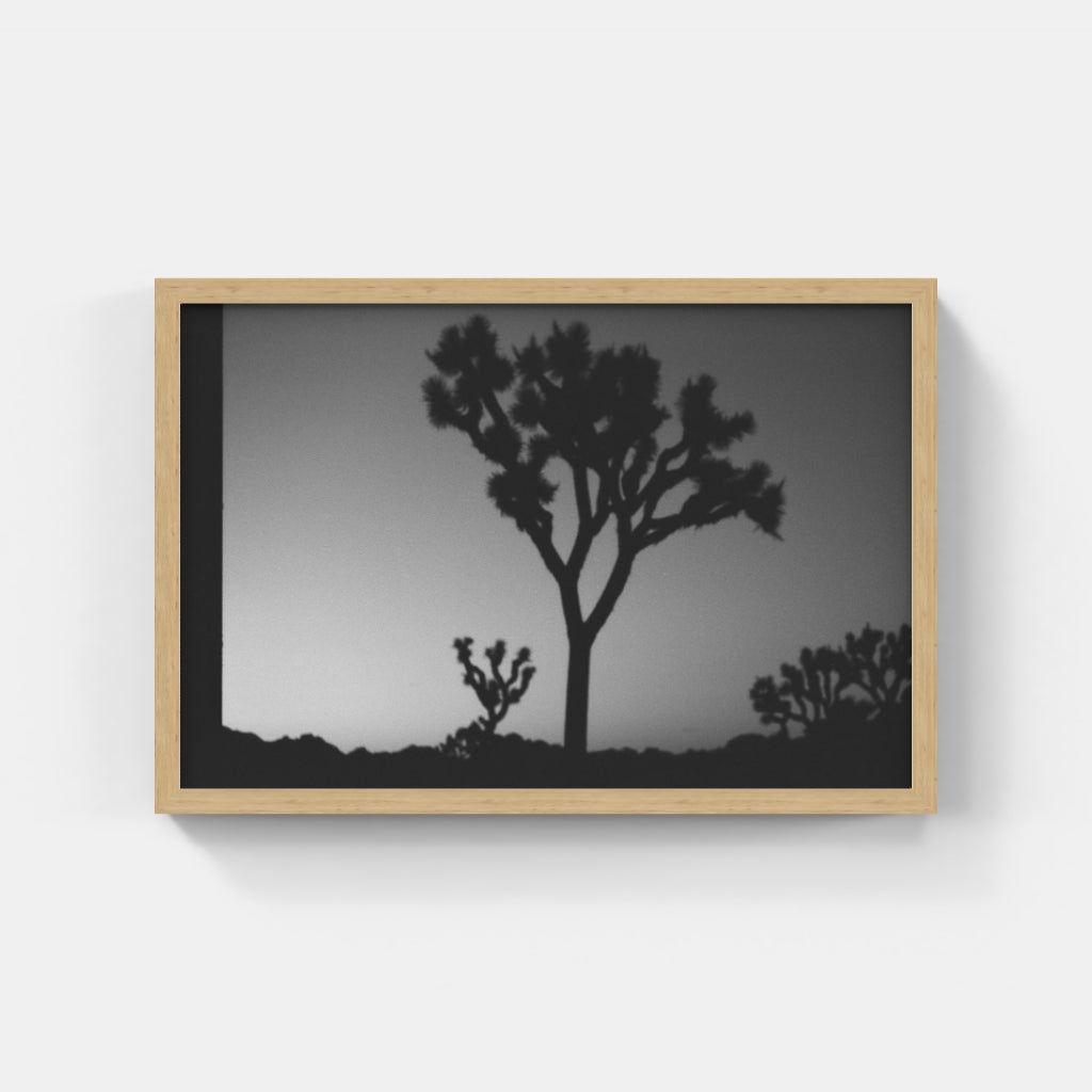 Joshua Tree II
