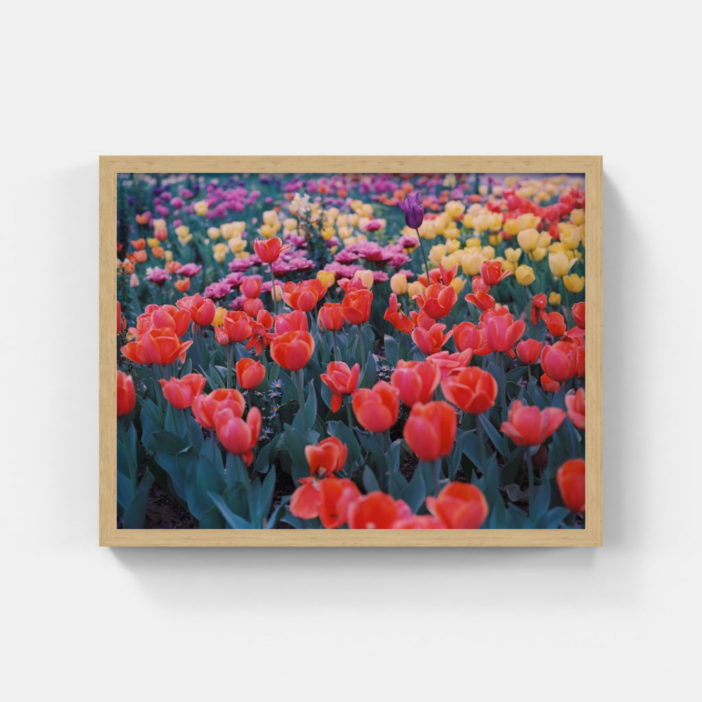 Spring III
