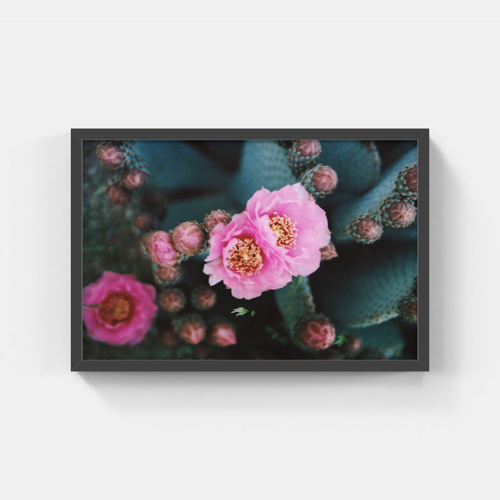 Desert Bloom
