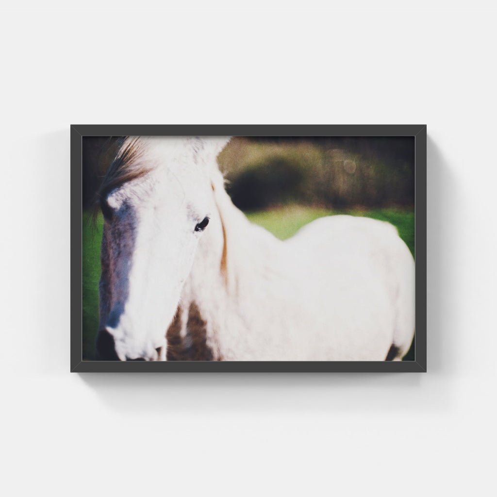 White Mustang II