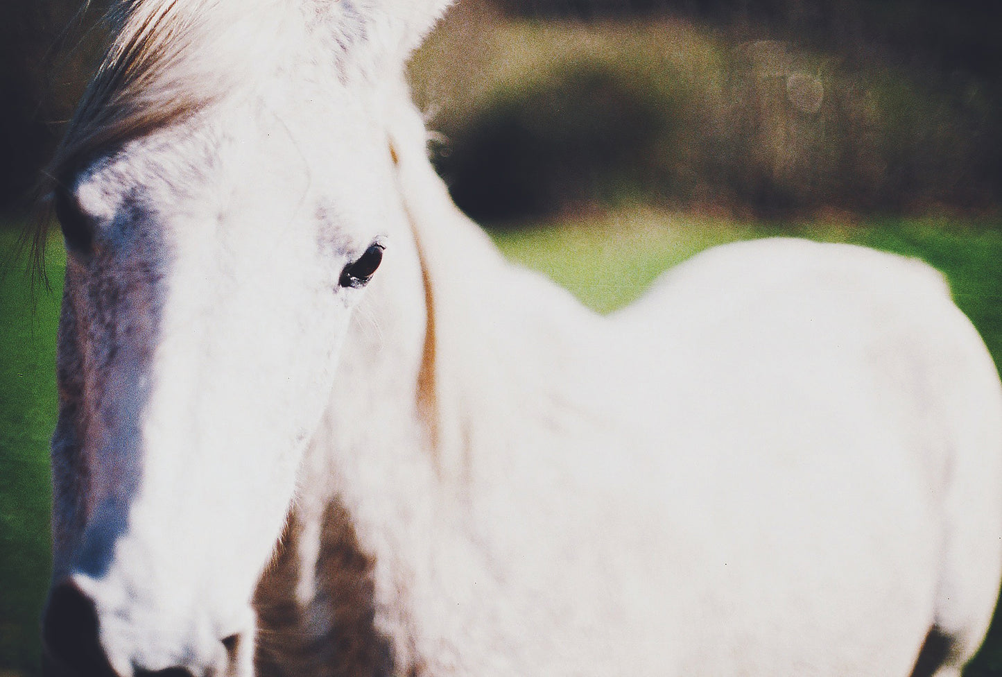 White Mustang II