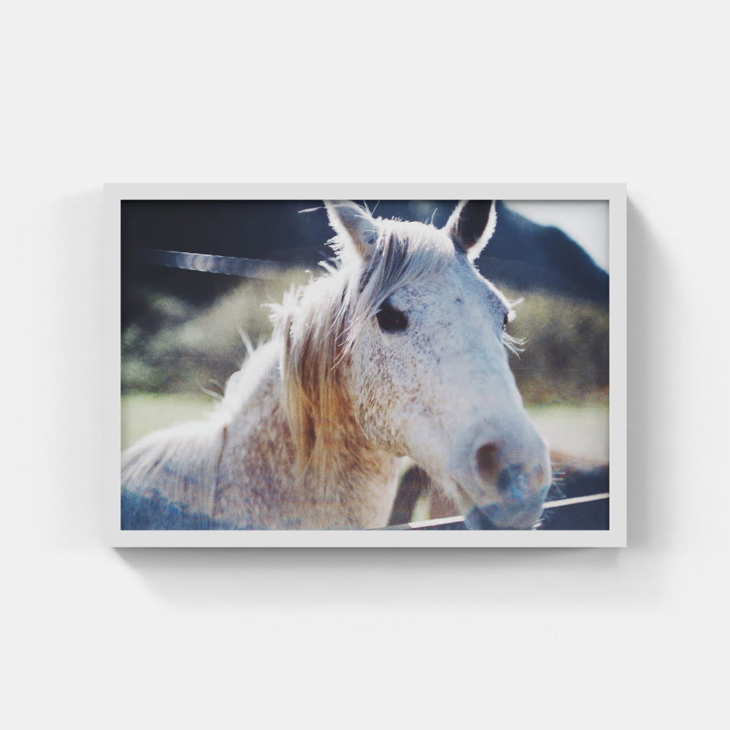 White Mustang III