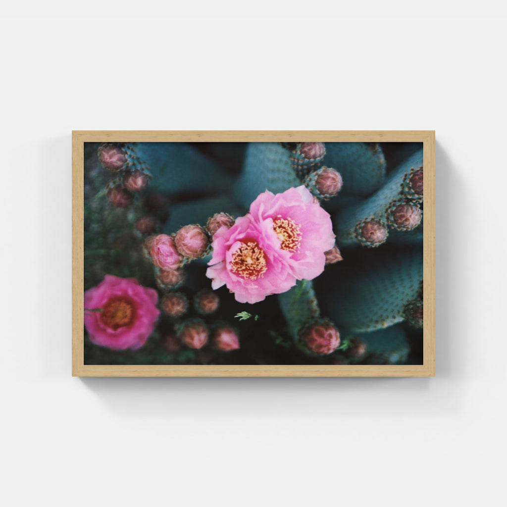 Desert Bloom