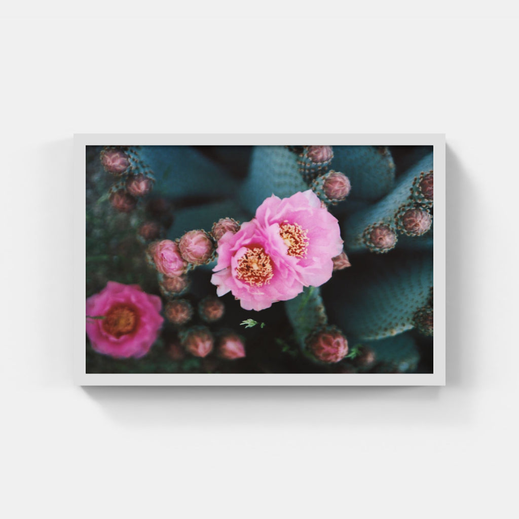 Desert Bloom