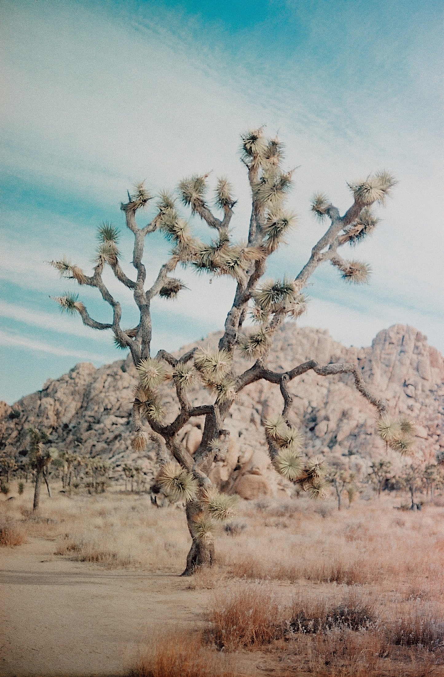 Joshua Tree