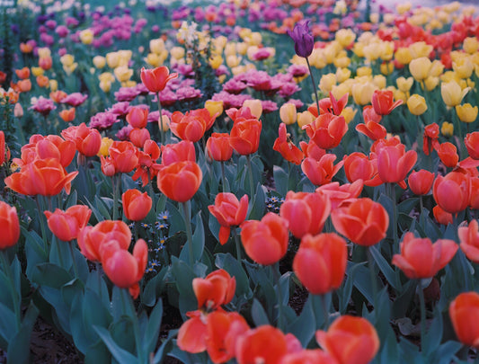 Spring III