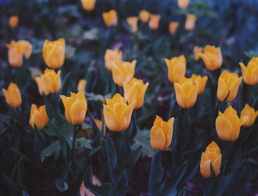 Spring II