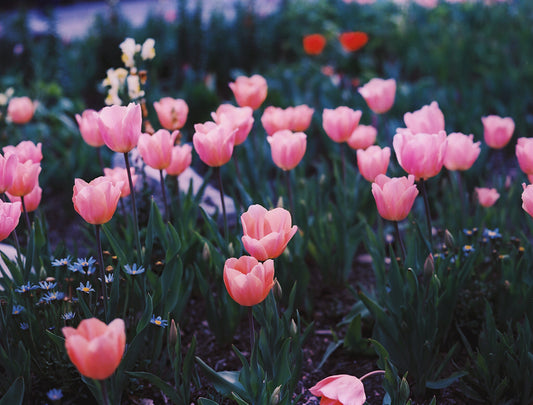 Spring