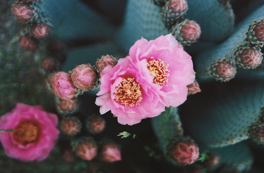 Desert Bloom