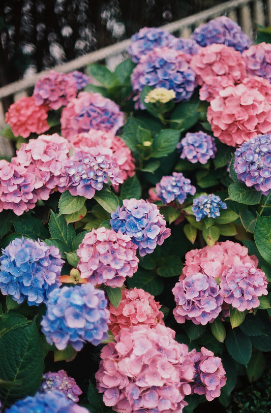 Nantucket Gems II