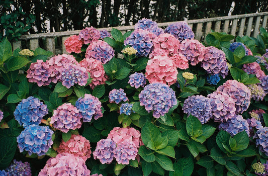 Nantucket Gems VI