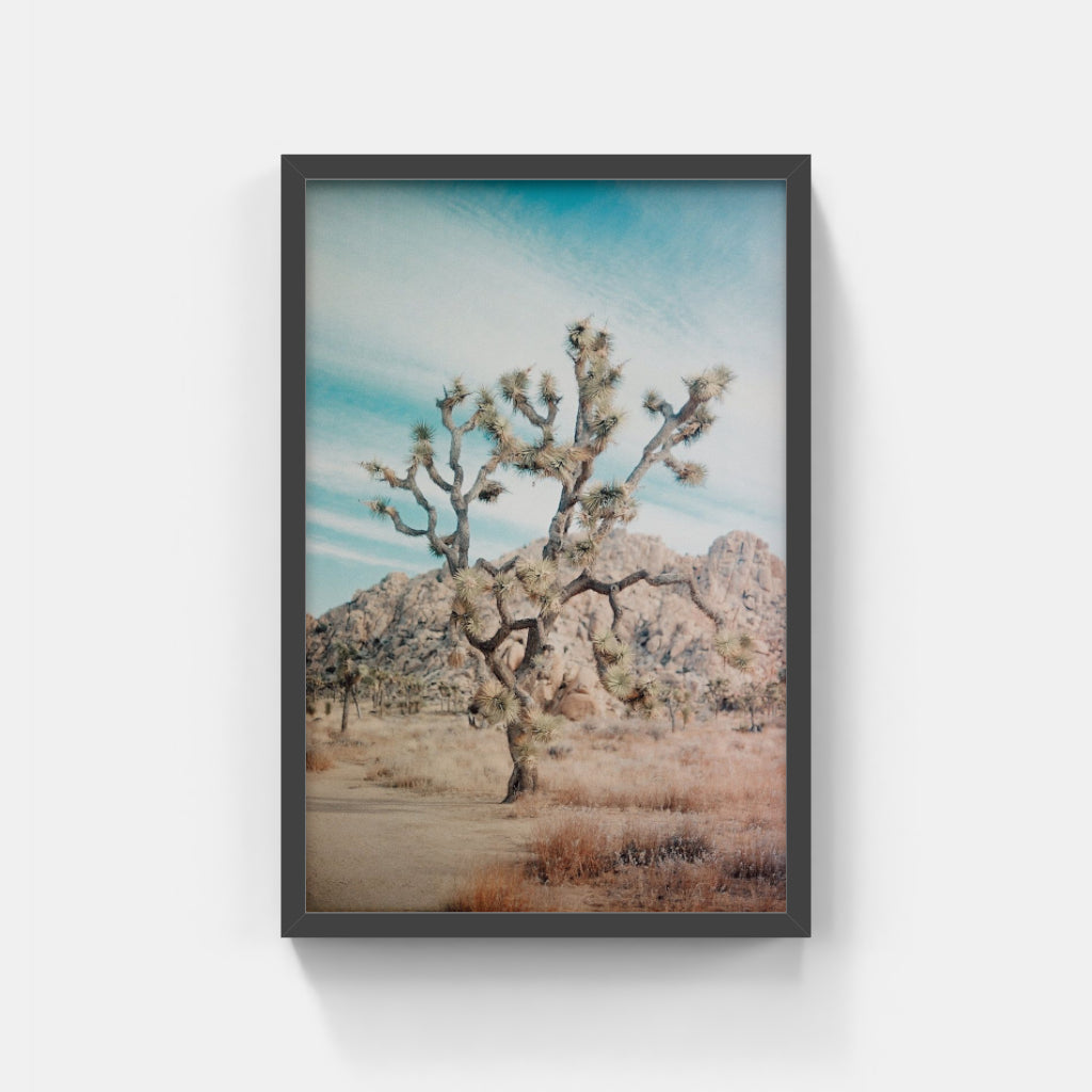 Joshua Tree