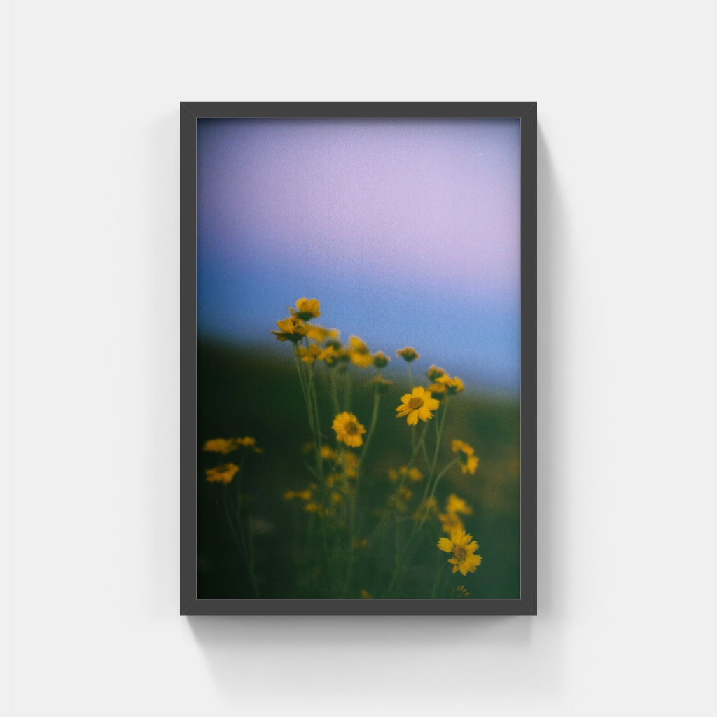 Fleeting Beauty