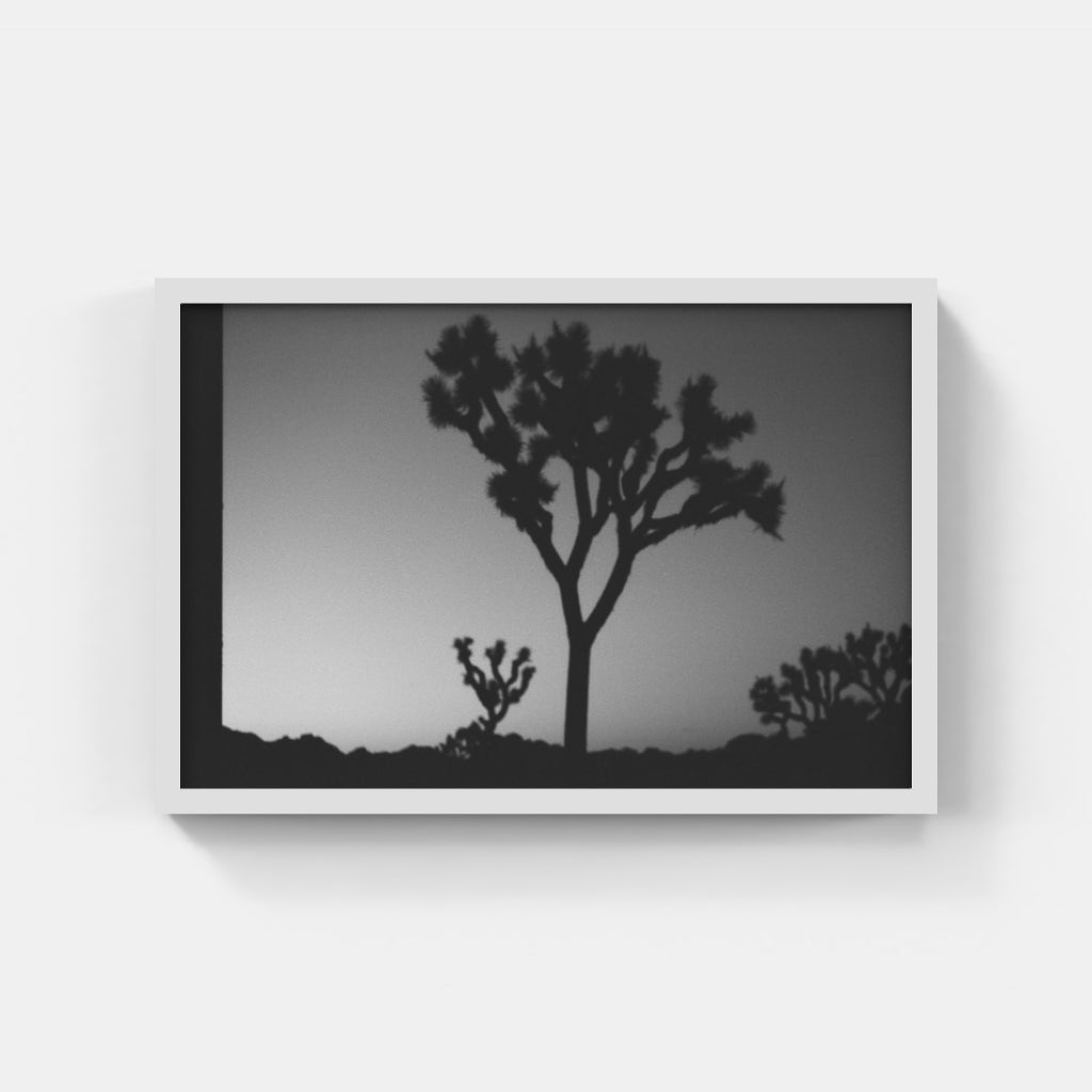Joshua Tree II