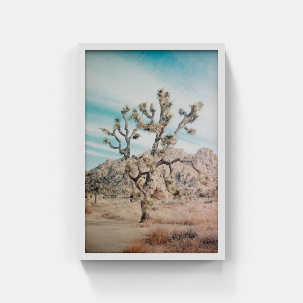 Joshua Tree