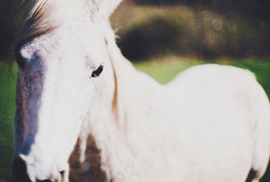 White Mustang II