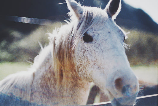 White Mustang III