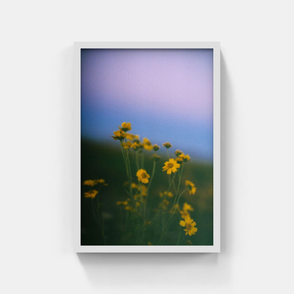 Fleeting Beauty