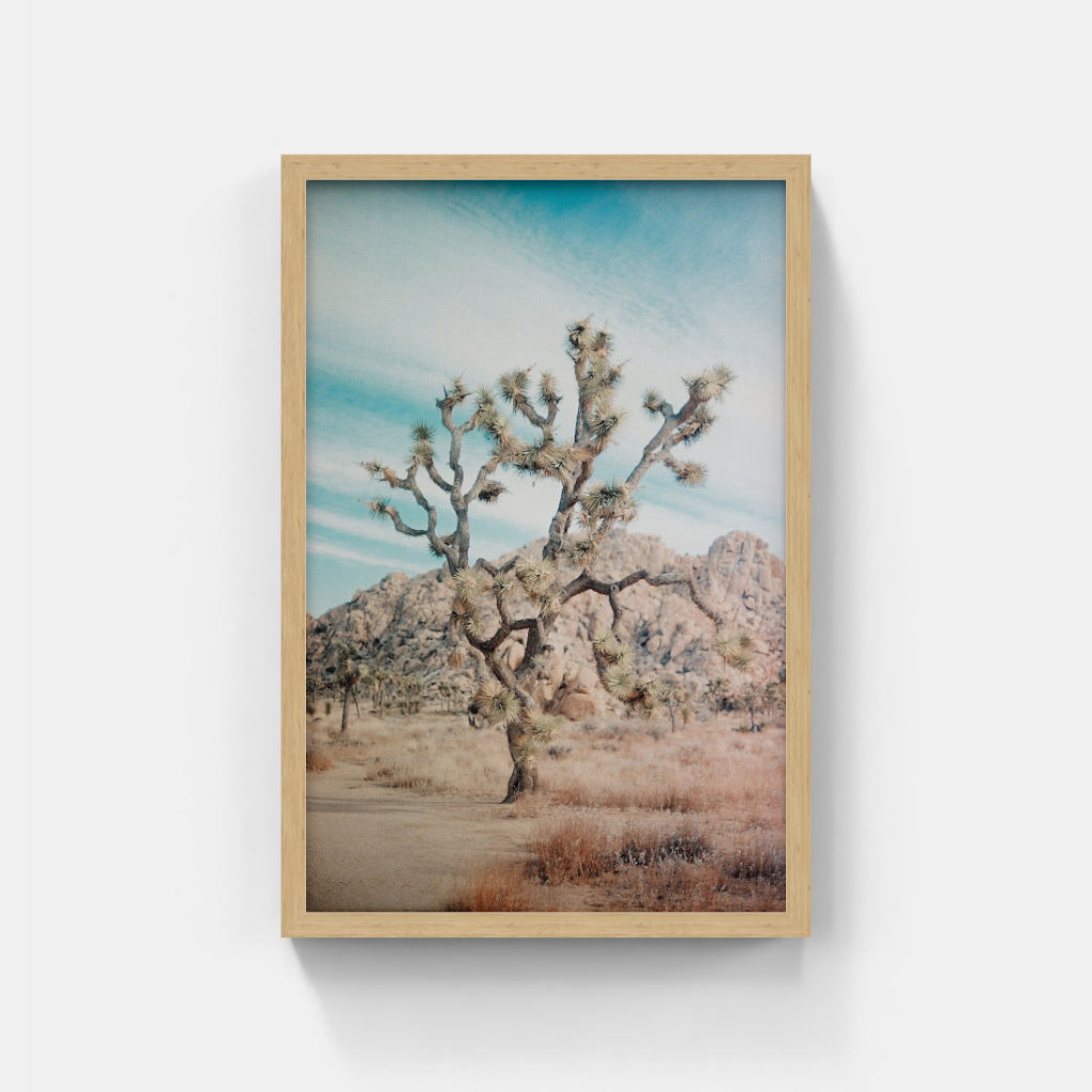 Joshua Tree