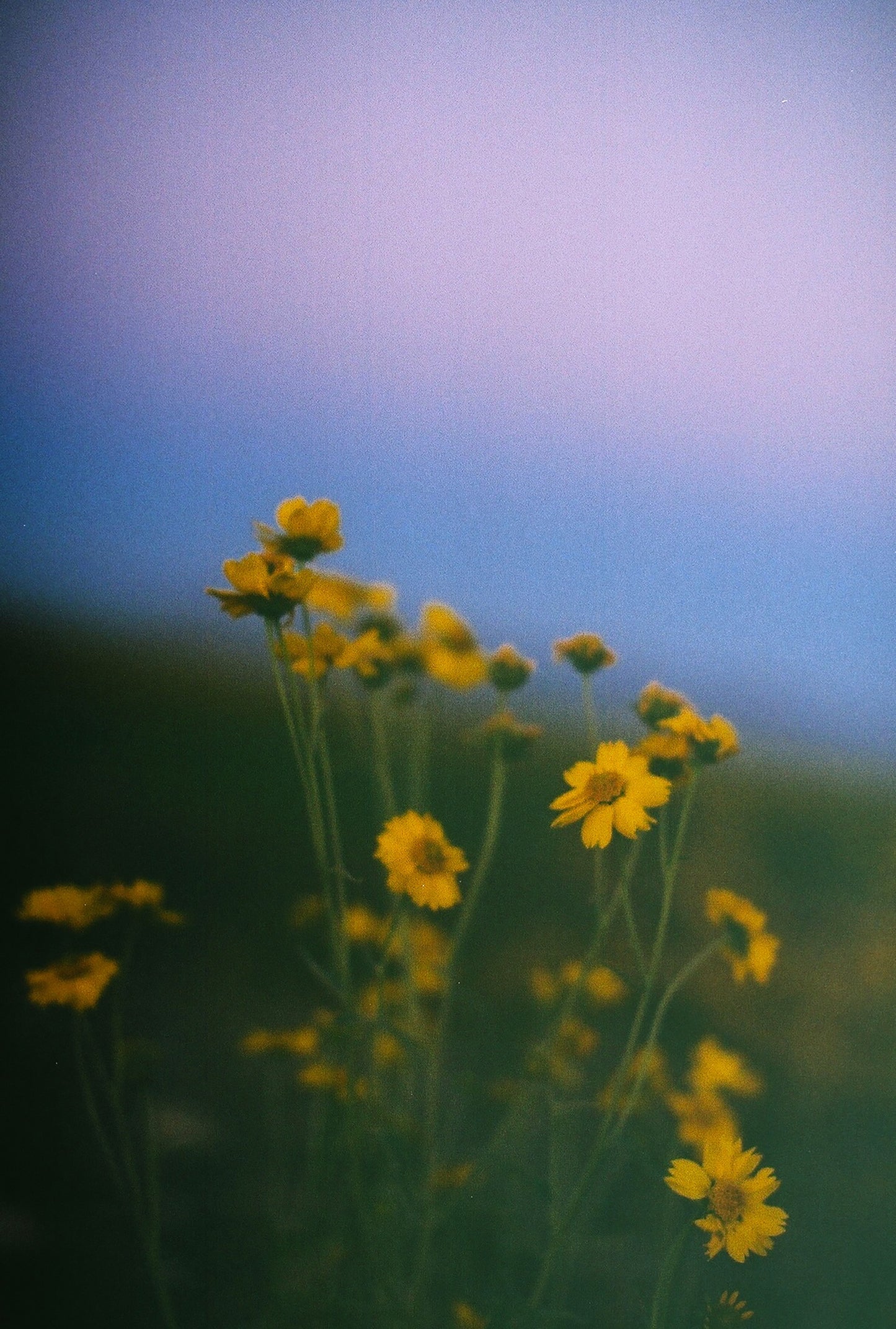 Fleeting Beauty