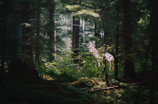 White Horse
