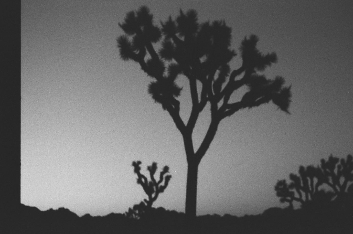 Joshua Tree II