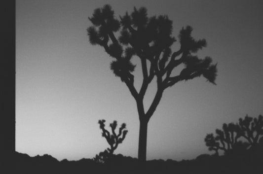 Joshua Tree II